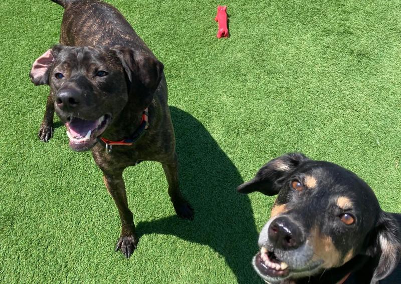 Animal Hospital of Howard Green Bay veterinarians